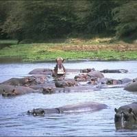 Image result for Hippocratea ritschardii