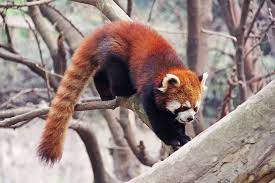 Pin By Cathy Anderson On Animals Red Panda Panda Images Panda