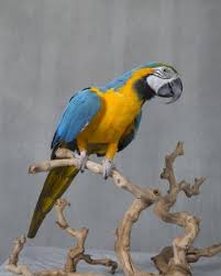 Management Of Pet Birds Exotic And Laboratory Animals Merck Veterinary Manual