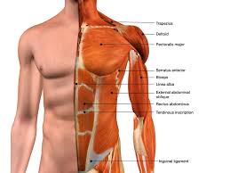 The pectoralis minor muscle (not shown in the diagram) is located underneath the pectoralis major muscle, attaching to the coracoid. 10 Best Chest Exercises For Men