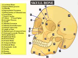 Many injury claimants face limbo over 'whiplash' confusion. Total Number Of Bones Found In The Human Skull Is A Class 11 Biology Cbse