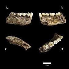 The new species, homo naledi is named after the chamber in which it was discovered, deep in the rising star caves. Homo Naledi Wikiwand