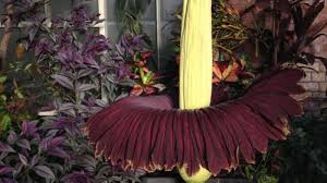 25 keunikan yang hanya ada di negara inggris. Provinsi Di Pulau Sumatera Ini Ternyata Rumah Bagi Berbagai Tanaman Langka Tribunnews Com Mobile