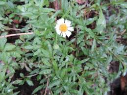 Image result for Erigeron karvinskianus