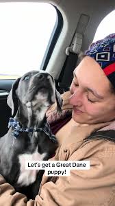 Poorly Breed Vs Well Bred Great Dane