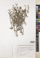 Image result for Cystostemon hispidissimus