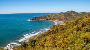 Image result for Nicolasia costata