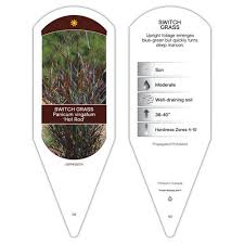 Image result for Panicum pole-evansii