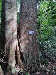 Image result for Platysepalum