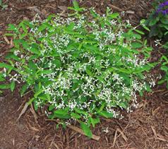 One of my favorite plants! Euphorbia Diamond Frost Wisconsin Horticulture