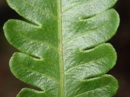 Image result for Pteris tripartita