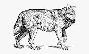 To draw a wolf, start by drawing an oval for the body and circles for each of the leg joints. Wolf Images Black And White Wallpaper For You
