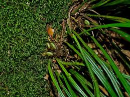 Image result for Vittaria reekmansii