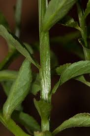 Image result for Lobelia fervens