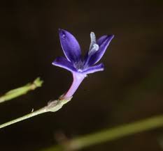 Image result for Oldenlandia affinis