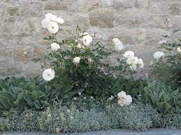 Maybe you would like to learn more about one of these? 9 Roses That Landscape Designers Love
