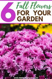 Cheap fall flowers to plant. Six Fantastic Fall Flowers To Plant In Your Garden