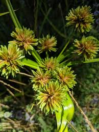 Image result for Eragrostis habrantha