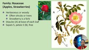 Image result for Rosaceae