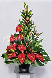 Anthurium Flower Buds Best Flower Wallpaper