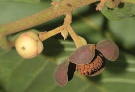 Image result for Uvaria angolensis