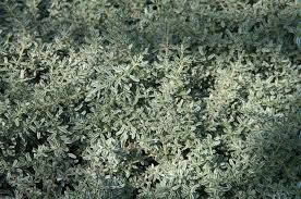 Image result for Ormocarpum kirkii