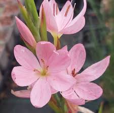 Image result for Hesperantha