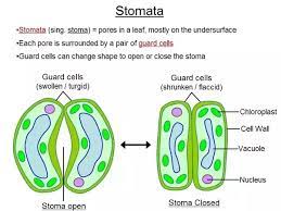 This review examines evidence for and against a role of guard cell chloroplasts in stimulating stomatal opening. What Is The Main Function Of Guard Cells In The Stomata How Is It Carried Out Quora