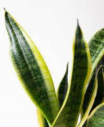 Why Is My Sansevieria Turning Yellow Bloomscape Snake Plant Care Sansevieria Plant Plant Leaves Turning