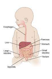Shigella Gastroenteritis Infant Toddler