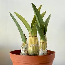 Image result for Eulophia