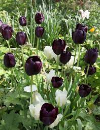 Diy Modern Tulip Garden Tulips Garden White Flower Farm Tulips