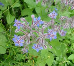 Image result for Borago officinalis