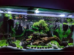 Gorgeous Fresh Water Fish Tank Aquarium Fish Tank Fish Tank Themes