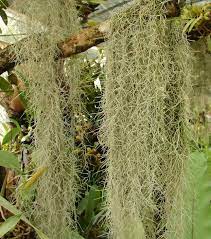 Spanish moss is commonly found hanging from the limbs of southern live oaks and bald cypress trees. Spanish Moss Removal Treatment For Trees With Spanish Moss Dummer Garden Manage Gfinger Is The Best Garden Manage App