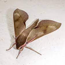 Free quote for all pest control pestforce kelso are available for all residential, commercial, and agricultural jobs in berwickshire, scottish borders covering towns and cities such as. Pantry Pests Interstate Pest Management Expert Pest Control Serving Portland Or And Vancouver Wa