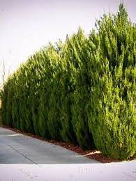 Planting trees for privacy will help block noise, clean the air, and provide privacy for decades. Spartan Juniper Privacy Landscaping Privacy Trees Fence Landscaping