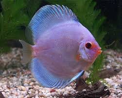 13 cm diskus fisch günstig wegen wechsel. Zoo Co Diskusfische