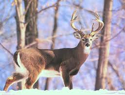 Looking for the best wallpapers? 50 Free Whitetail Deer Pictures Wallpaper On Wallpapersafari
