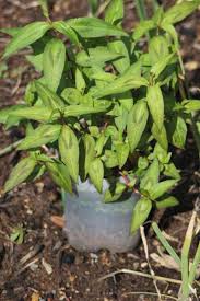 Des milliers de nouvelles images de grande qualité ajoutées chaque jour. Vietnamese Coriander Facts And Health Benefits