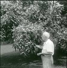 Image result for Antidesma