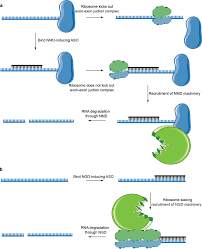 Technologies for Targeted RNA Degradation and Induced RNA Decay | Chemical  Reviews