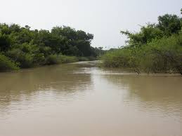 Image result for Cienfuegosia gerrardii