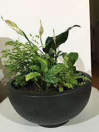 Indoor Plant Arrangement With Peace Lilies And Ferns Tropical House Plants Plants House Plants Decor
