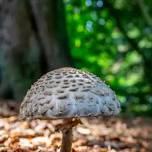 Fungi Foray at Dawyck Botanic Garden