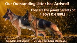 Browse thru german shepherd dog puppies for sale near virginia beach, virginia, usa area listings on puppyfinder.com to find your perfect puppy. Haus Juris German Shepherds Temperament Intelligence Structure Trainability