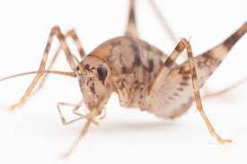 Vacuum up cricket frass (poop), and monitor how rapidly it accumulates in corners and sheltered areas outside. Pin On Critters