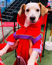 Francesco Jorge Jacinto Paucar (@francescojjp) • Instagram photos and videos