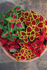 Image result for Coleus