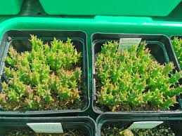 Image result for Tridentea